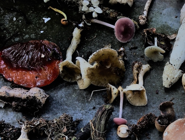 Mushrooms by Debs Pennell give full credit 645x490 acf cropped 1