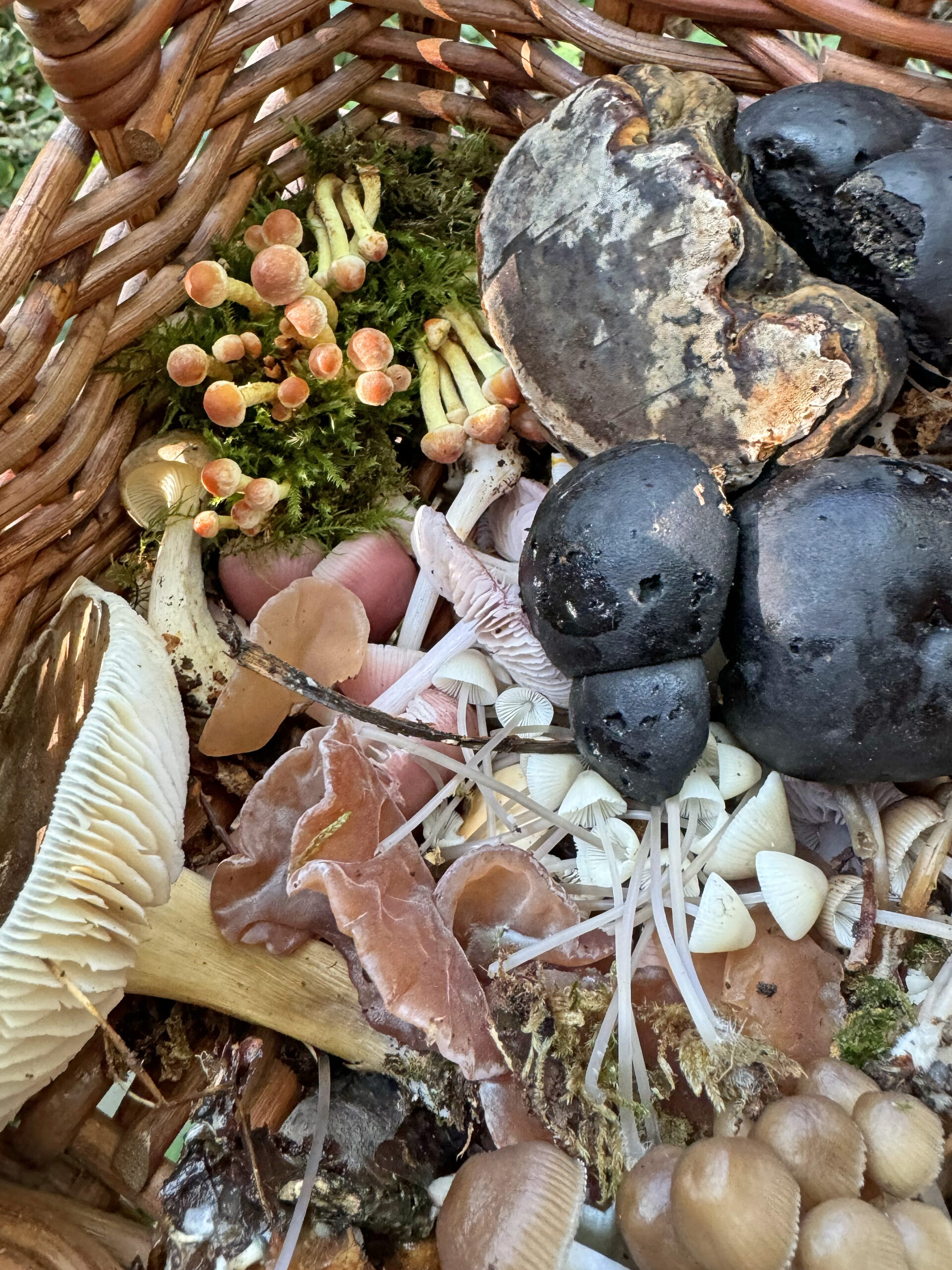 Hambleton fungi foray 2024 0004 layer 9